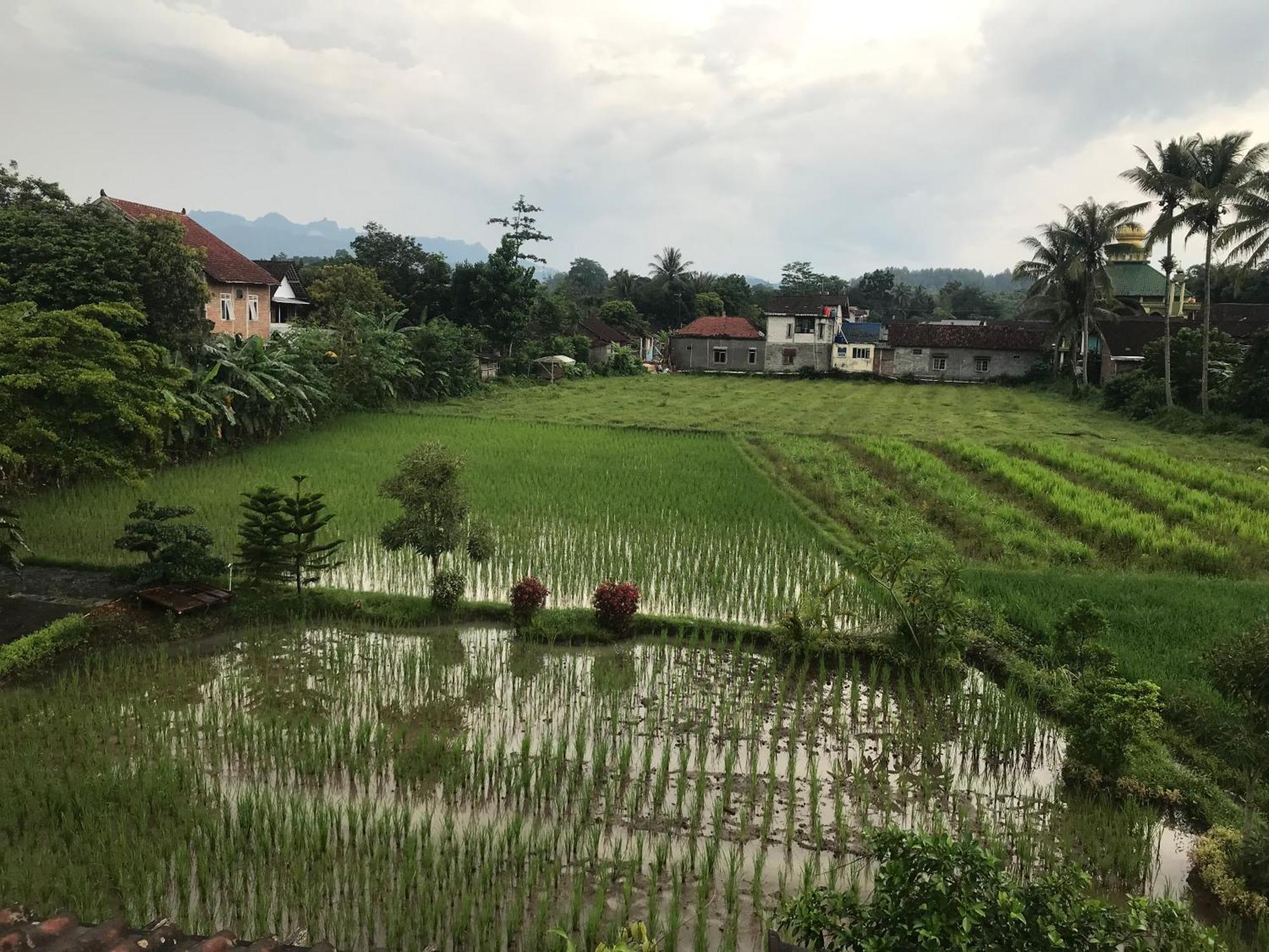 Lotus 2 Guest House Magelang Exterior foto